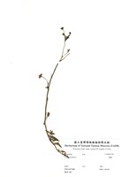藏品(鱧腸)的圖片
